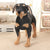 Rottweiler Plush Toy - Stuffed Plush Toys