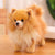 Stuffed Pomeranian - Stuffed Plush Toys