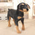 Rottweiler Plush Toy - Stuffed Plush Toys